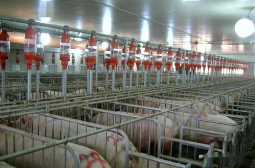 伽帝芙,养殖领域清洁供热巨匠,服务12600平米大型养猪场项目